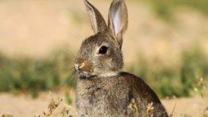 Los agricultores piden que se pueda cazar conejos durante el estado de alarma: sus cosechas están a punto de ser arrasadas