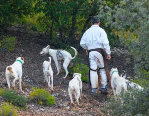 Mutuasport lanza un seguro que cubre a las rehalas, a sus propietarios y a los perreros