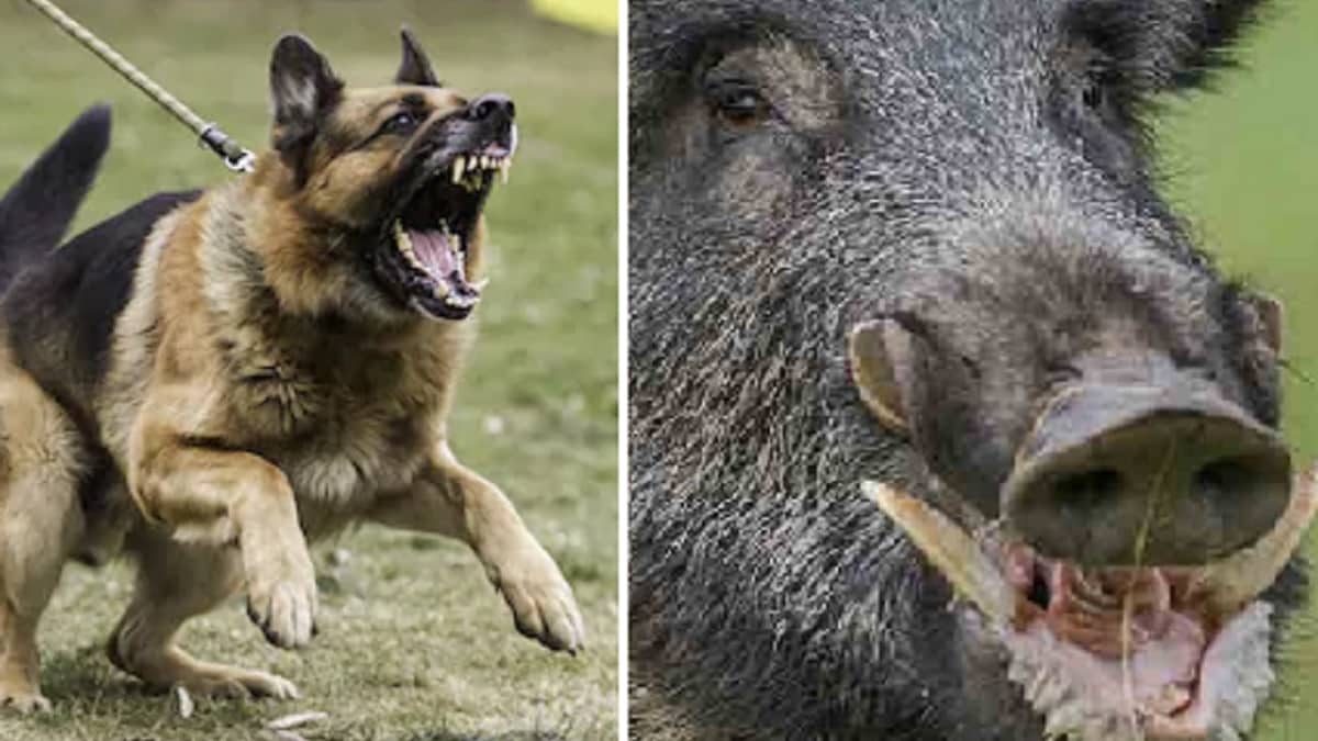 guapo Nominal Adepto Un jabalí de 120 kilos ataca a dos excursionistas: «Mi pobre perro fue  destripado»