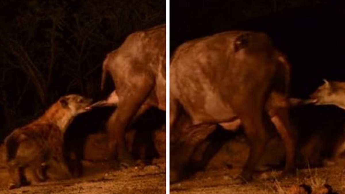 Una hiena arranca los testículos a un búfalo vivo y lo graban