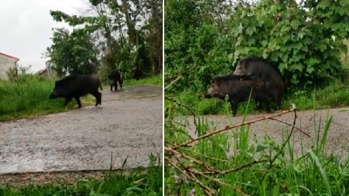 Este es el vídeo de jabalíes más cochino jamás grabado... ¡en un pueblo!