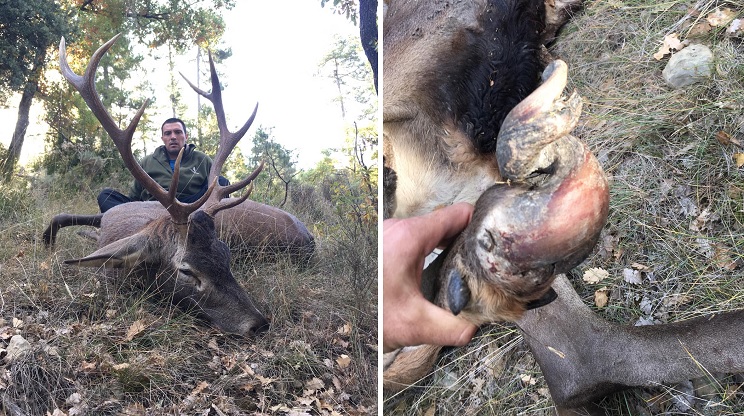 Caza un ciervo con una extrañísima pezuña con un disparo a más de medio kilómetro