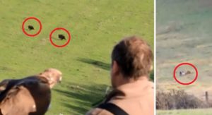 Este emocionante vídeo muestra cómo cazan jabalíes con águilas