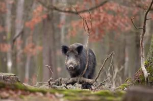 Galicia autorizará la caza del jabalí al salto y en mano