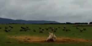 Graban a cientos de buitres atacando a una vaca pariendo