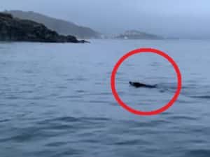 Unos buceadores gallegos se topan con un jabalí en mitad del mar