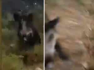 Un jabalí ataca a un perrero y le pasa entre las piernas: «Me salvé de una buena»