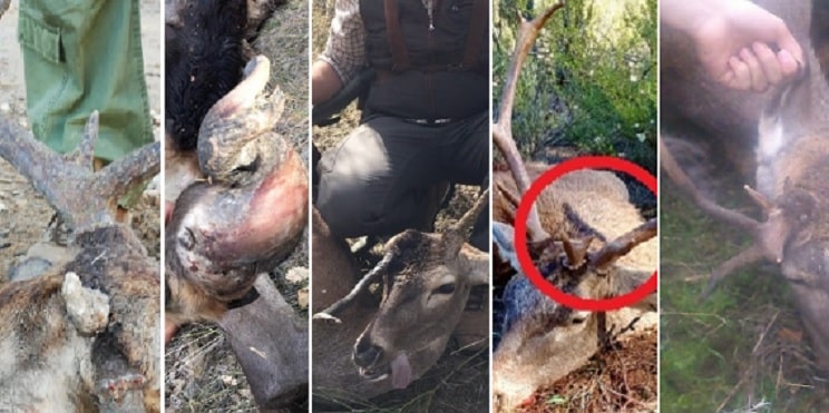 Estos son los cinco ciervos más extraños cazados en España en 2019