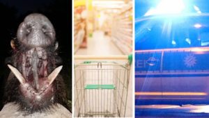 Un jabalí se cuela en un supermercado y provoca 15.000 euros de daños
