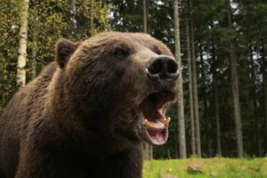 Mueren tres hombres atacados por osos en menos de un mes en Rumanía