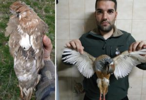 Caza una perdiz de alas blancas que había perseguido durante cuatro años en un coto de Zamora