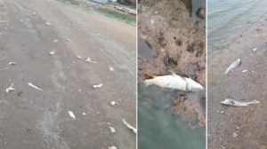 Aparecen cientos de peces muertos en un embalse de Ciudad Real