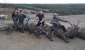 Caza ocho ciervos en una montería en abierto de 80 euros el puesto