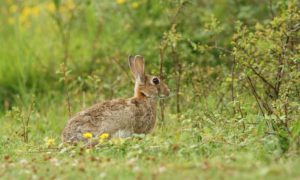 Ocho cotos de Aragón piden cazadores voluntarios para frenar la plaga de conejos