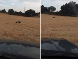 Un nuevo vídeo de furtivos corriendo liebres desde el coche indigna a los cazadores