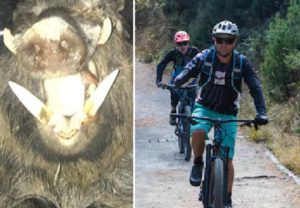 Un cazador salva a tres ciclistas del ataque de un jabalí en Pirineos