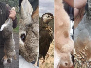 Las diez piezas de caza menor más raras del 2019