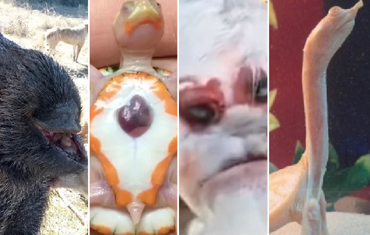 10 extrañas criaturas que se han convertido en virales este 2019