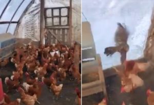 Graban a decenas de gallinas intentando matar a un azor