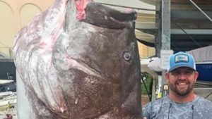 Pescado uno de los meros más viejos del mundo con 50 años y 159 kilos