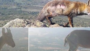 Aparecen animales con sarna en Guadarrama, donde PACMA paralizó la caza de cabras