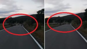 Graban decenas de ciervos cruzando una carretera en Córdoba