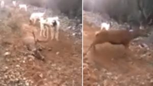 Un ciervo se la juega a una rehala y a un montero tras caer aparentemente muerto