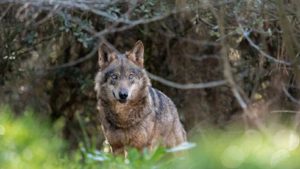 El Gobierno Vasco incluirá al lobo en el catálogo de especies amenazadas con la categoría de «interés especial»