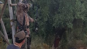La FAC crea un grupo de arqueros para cazar jabalíes en zonas urbanas de Andalucía