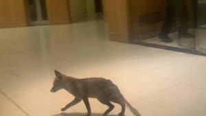 Un zorro se cuela en el Parlamento Británico y defeca en su interior