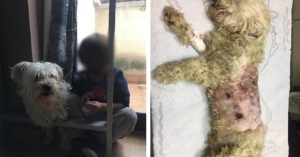 Seis jabalíes atacan a un niño de 4 años y matan a su perro a colmillazos en Barcelona
