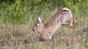 Un pueblo pagará a los cazadores por conejo abatido para frenar su plaga