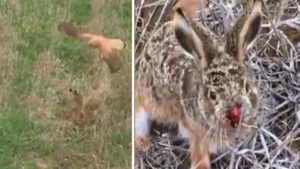 Un cazador salva a una liebre del ataque de una rapaz