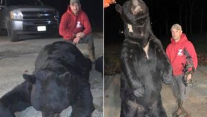 Cazan con arco un descomunal oso negro que será récord del mundo