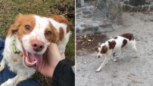 Llamamiento de un cazador desesperado para recuperar a su perra robada: «Reventaron la valla y se la llevaron»
