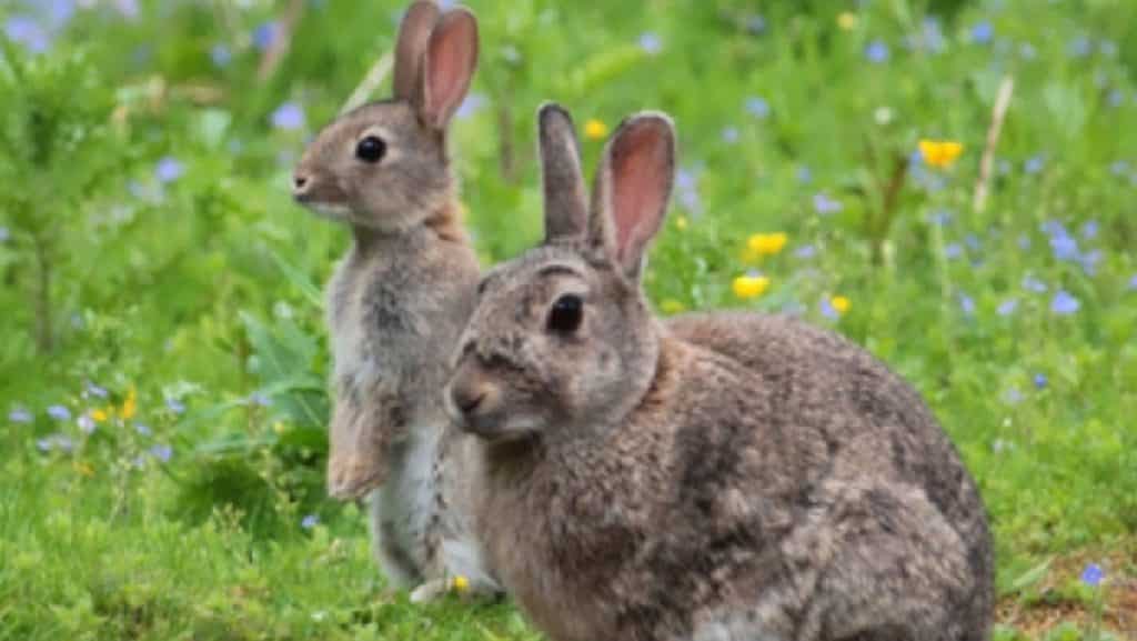 conejos aragón cazadores