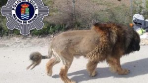 Un 'león' siembra el pánico en un pueblo de Murcia