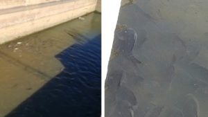 Un pescador denuncia en este vídeo la muerte de cientos de peces en un canal de Badajoz