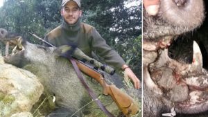 Un cazador libera a un viejo jabalí de una trágica agonía: «Su paladar estaba lleno de gusanos»