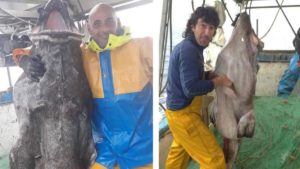 Pescan en Vizcaya un rape del tamaño de un jabalí: 40 kilos