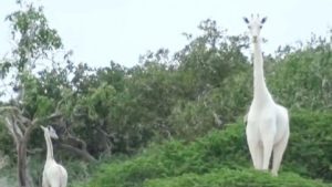 Furtivos (no cazadores) matan a una jirafa blanca en Kenia, donde la caza está prohibida