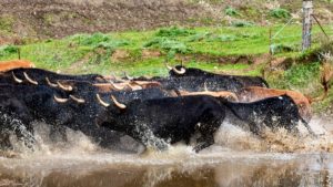 Monumental 'zasca' de un ganadero de toros bravos a los animalistas que se alegran de que no se lidien