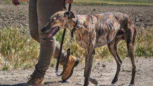 Varapalo histórico al animalismo: Europa no admite las acusaciones de maltrato a los perros de caza en España