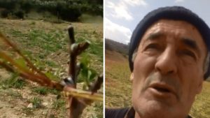 Un agricultor denuncia que una plaga de corzos destroza su plantación durante el estado de alarma