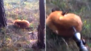 Un cazador se encuentra un zorro durmiendo a pata suelta y ¡mira lo que hace!
