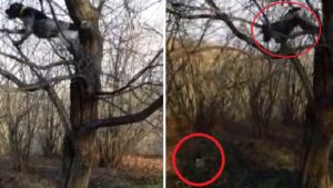 Un perro de caza trepa a un árbol para cobrar una paloma
