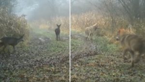 El impactante vídeo de una manada de lobos cazando dos corzos