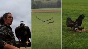 Un dron graba a un águila cazando corzos en este espectacular vídeo de cetrería