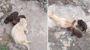 Sensacionales imágenes de una gata que cuida de dos crías de jabalí