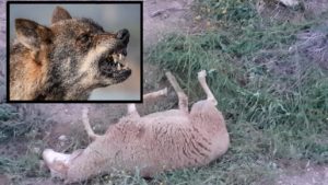 Los lobos tumban un pastor eléctrico, matan a 21 ovejas y hieren a otras 12 en Huesca
